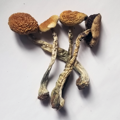 Best Psilocybe Cubensis B+ Best Psilocybe Cubensis B+